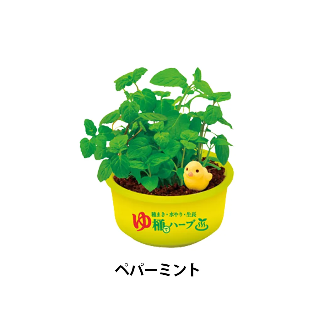 育てるカプセル ゆ桶でハーブ栽培