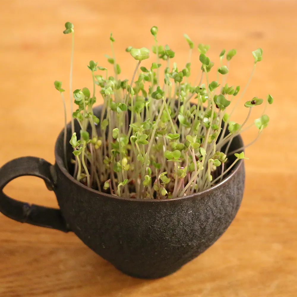 おうちでminiベジ