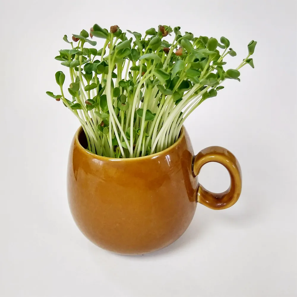 おうちでminiベジ