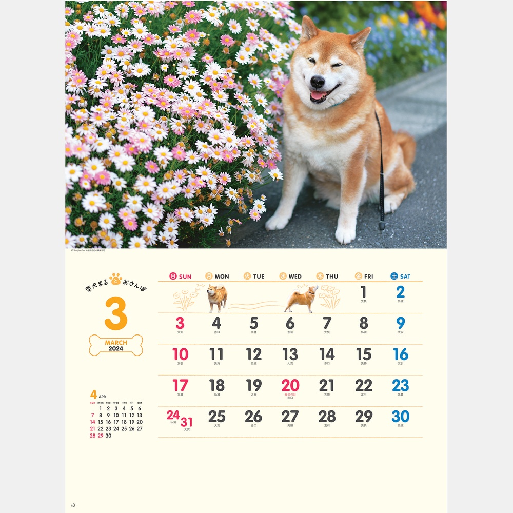 柴犬まるとおさんぽカレンダー　NK35