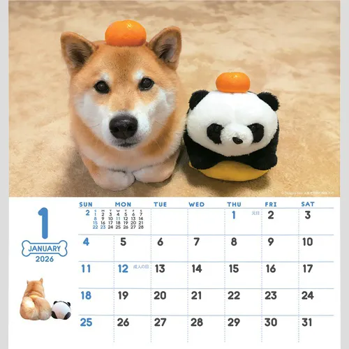 卓上カレンダー　柴犬まるとおさんぽ NK529