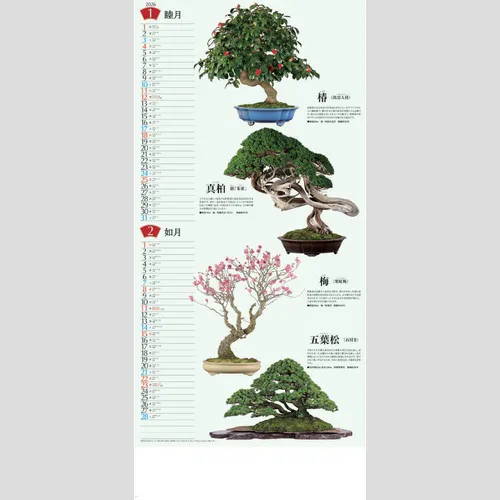 盆栽 NK152