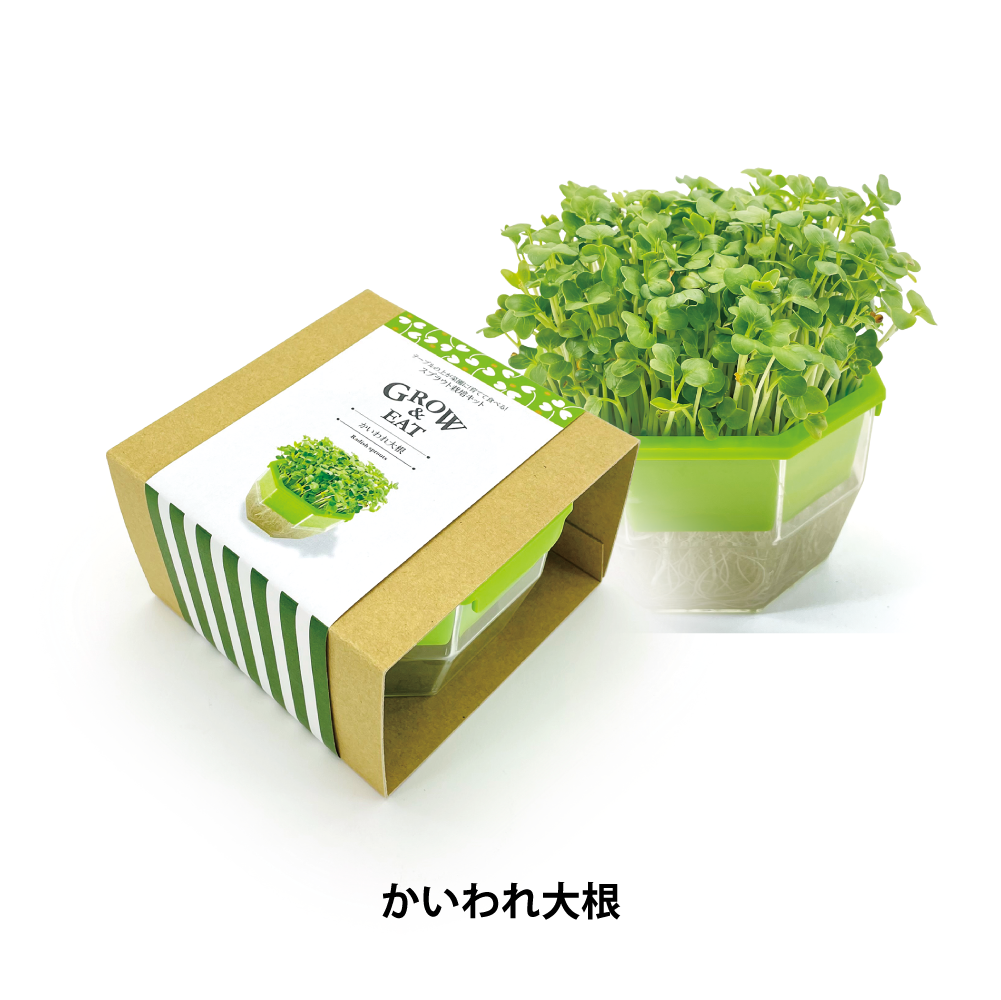 スプラウト栽培キット